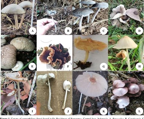 Figure 1 from The existence of coprophilous macrofungi in Banyumas ...