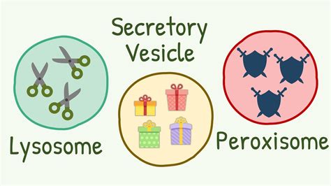 Lysosomes, Peroxisomes & Secretory Vesicles || Brothors from Same Mother - YouTube