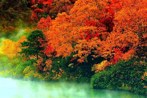 AUTUMN, forest, nature, river, HD wallpaper | Peakpx