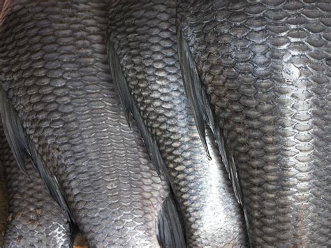 File:Fish scales.jpg - Wikimedia Commons