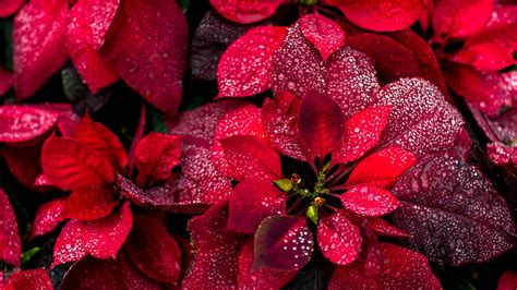 Bing image: Poinsettias - Bing Wallpaper Gallery