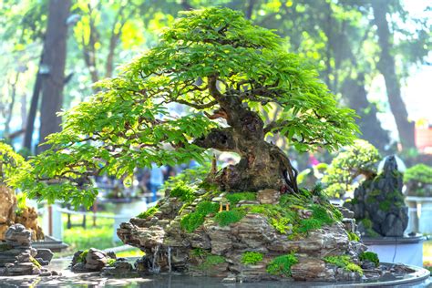 What is the Chinese Art of Penjing? (It's Not the Same as Bonsai)