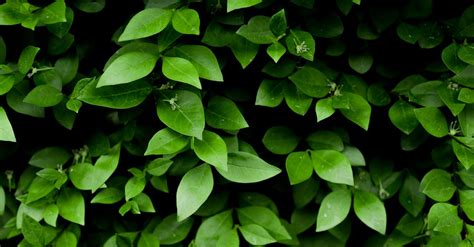 Photo of Green Leafy Plant · Free Stock Photo