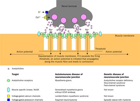 Myasthenia gravis - The Lancet