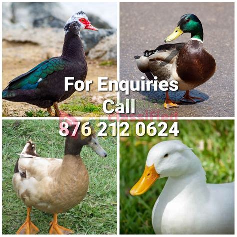 Ducks For Sale - Savannalamar