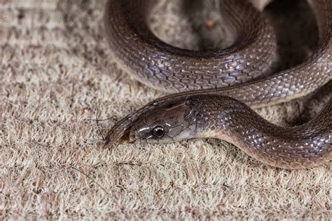 JaredDavidsonPhotography: Smooth Earth Snake photographs