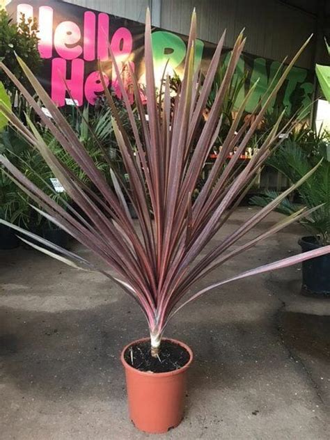 Cordyline Red Star 10" Pot - Hello Hello Plants & Garden Supplies