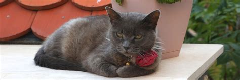 Do Russian Blue Cats Shed A Lot? Cat Breed Info Sheet — Animal Hearted ...