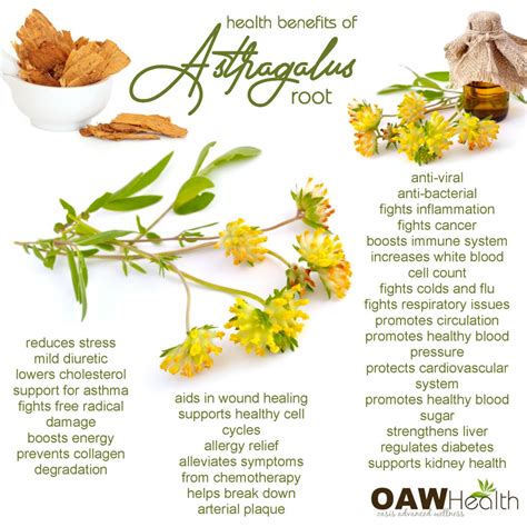 27 Health Benefits of Astragalus Root - OAWHealth