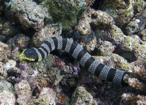 Life of Black-banded Sea Krait - Life of Sea