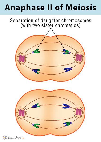 Anaphase In Meiosis