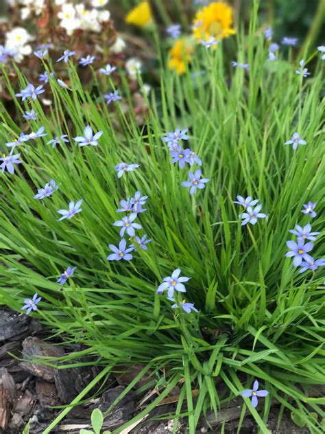 Blue Eyed Grass | Plants, Grass, Garden