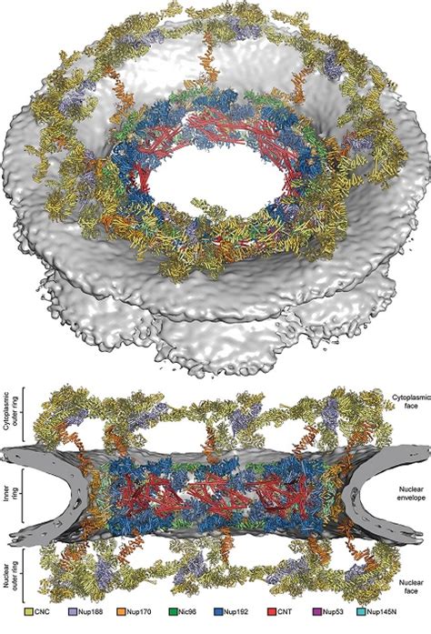 New images of nuclear pore complex - 2016 - Wiley Analytical Science