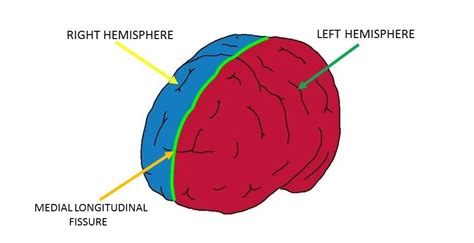 Medial longitudinal fissure - definition — Neuroscientifically Challenged