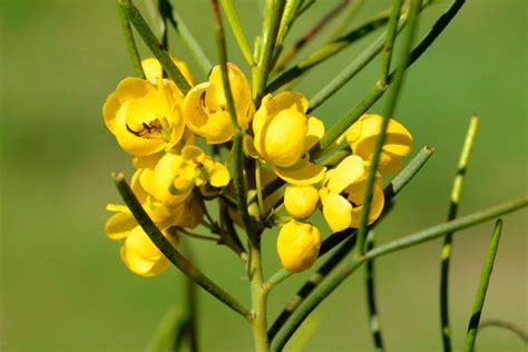 13 Impressive Australian Desert Plants | Ultimate Backyard