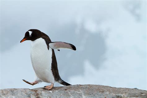 Ira Block Photography | A gentoo penguin walking on ice around Petermann Island.
