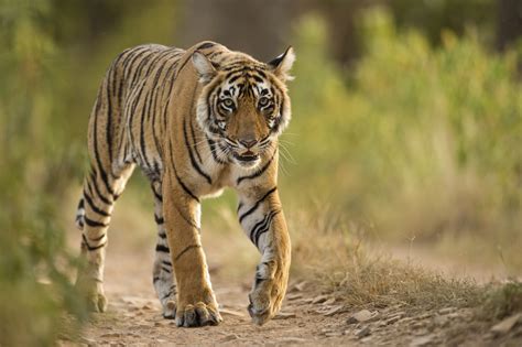 Tiger census reveals rapid growth of India’s wild tiger population - Discover Wildlife