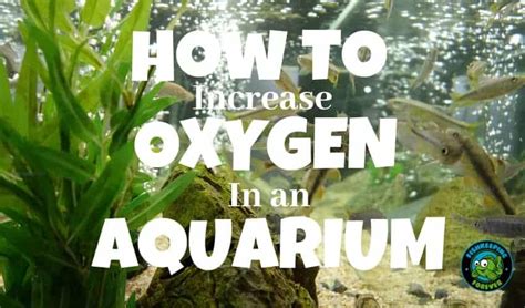 How To Increase Oxygen In a Fish Tank? – Fishkeeping Forever