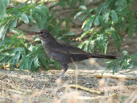 Eurasian Blackbird | KuwaitBirds.org