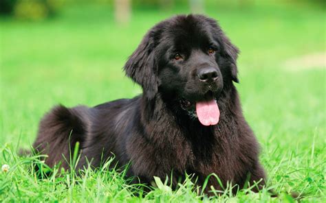 How Much Do Newfoundlands Eat? - Pet Parkway