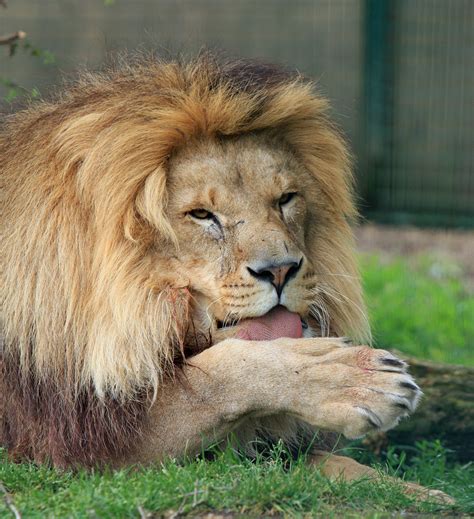 Lion Licking Paw Free Stock Photo - Public Domain Pictures