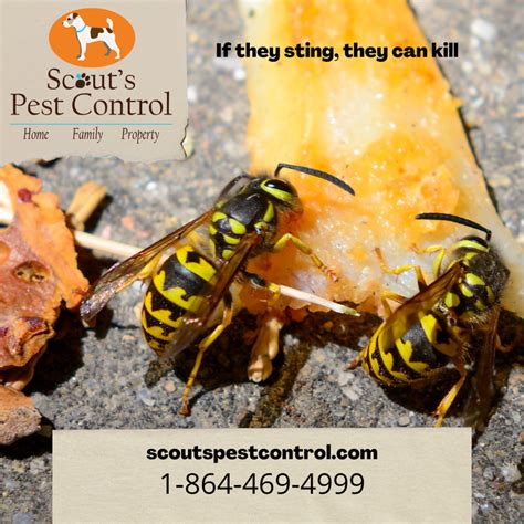 Yellow Jacket Sting - How dangerous are Yellow Jackets?