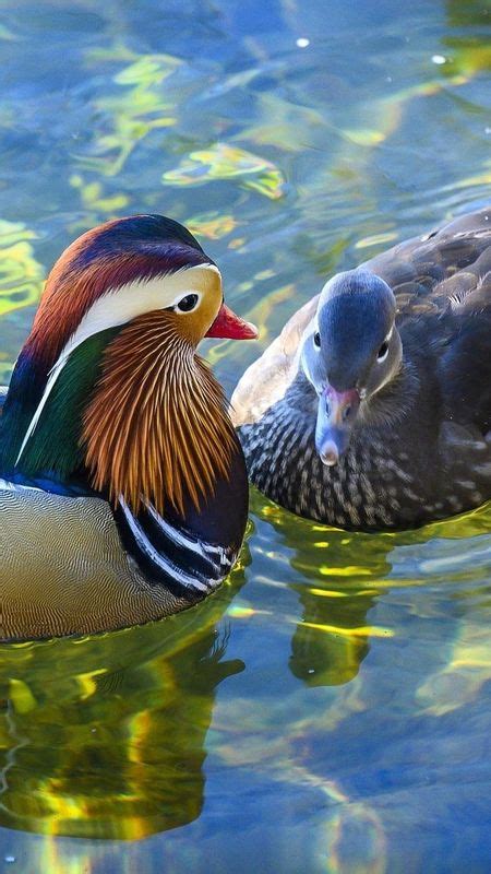 Mandarin Duck - Beautiful Couple Wallpaper Download | MobCup