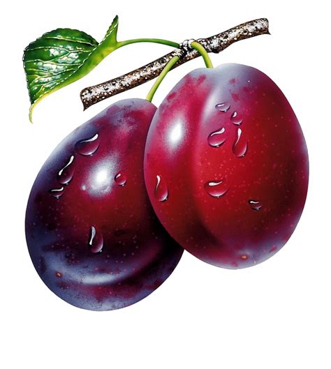 Plum clipart prunes, Plum prunes Transparent FREE for download on WebStockReview 2024