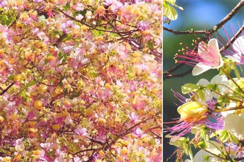 7 Philippine Native Trees You Need On Your Instagram Feed