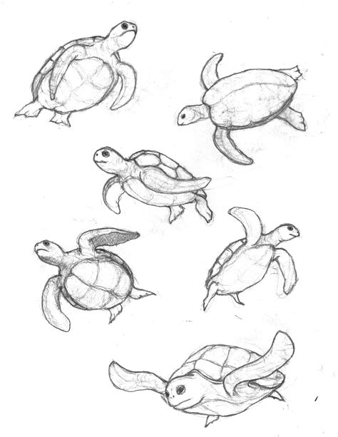 Realistic Turtle Drawing at PaintingValley.com | Explore collection of Realistic Turtle Drawing