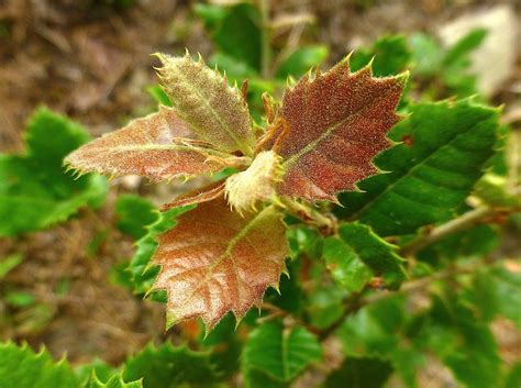 Quercus ilex - Trees and Shrubs Online