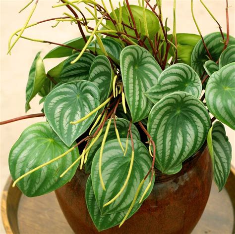 Peperomia Is the Perfect Low-Maintenance Houseplant | Plants, House plants, Easy house plants