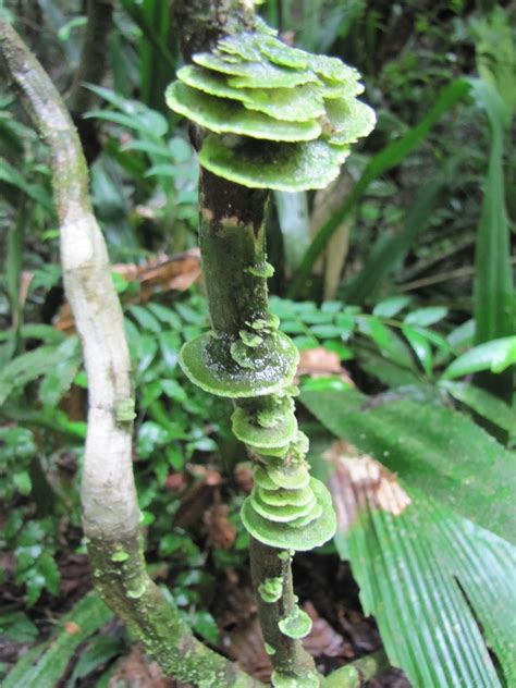 Panamá T.R.E.E.E.S.: Colors of the rainforest