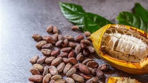 Planting Cacao From Seed: Complete Guide | Homesteadinʻ Hawaiʻi