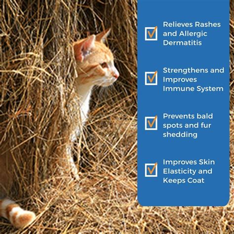 Cat Dermatitis Home Remedy