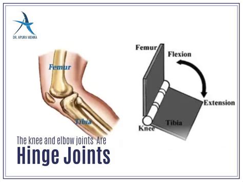 The knee and elbow joints Are Hinge Joints #Knee #Elbow #Bone #Joint # ...