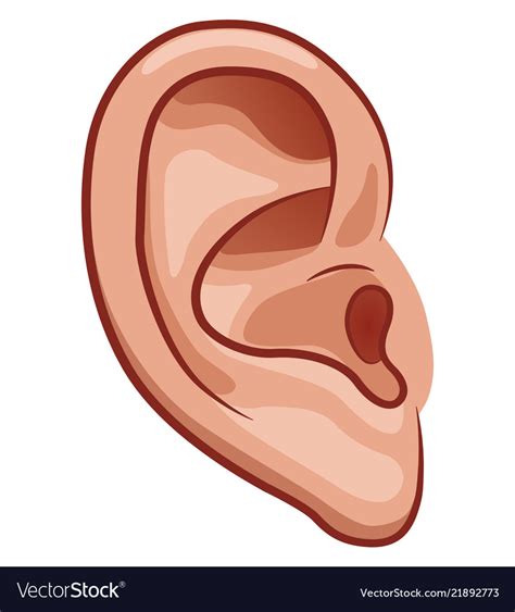 human ear clipart 10 free Cliparts | Download images on Clipground 2024