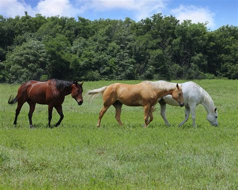 Free Three beautiful horses walking in a pasture. Stock Photo - FreeImages.com