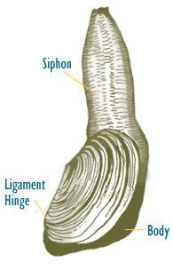 Chronicles :: How I Described and Fondled A Geoduck - The Moonberry ...