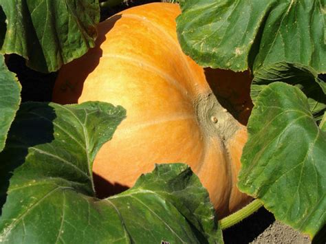 Big Max Pumpkin | Seeds for the South