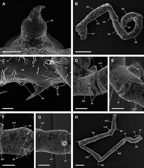 Common littoral pycnogonids of the Mediterranean Sea