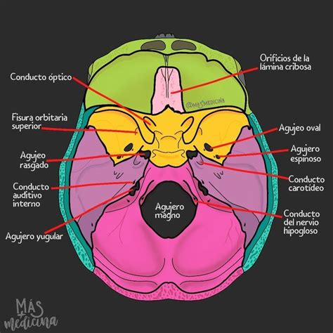 Medicine Notes, Medicine Student, Dental Hygiene School, Dental Assistant, Human Skeletal System ...