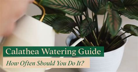 Watering Calathea: How Often Should You Do it? - Bloomsprouts