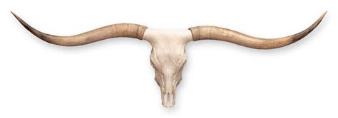 Replica Longhorn Skull For Sale – Skulls Unlimited International, Inc.