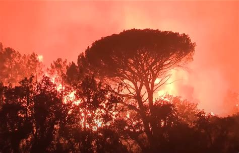 Forest Fires in France Destroyed One of Europe's Most Unique Nature Reserves - Leakshare