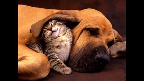 Cute Cats And Dogs ♥ Best Friends ♥ - YouTube