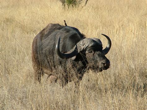 File:African Buffalo.JPG - Wikipedia, the free encyclopedia