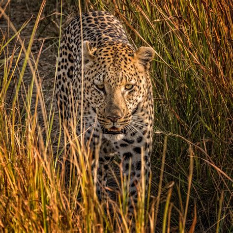 Botswana wildlife - LOUIS MONTROSE PHOTOGRAPHY