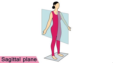 Frontal Plane Anatomy - Anatomical Charts & Posters