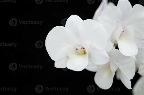 White orchid on a black background 1334840 Stock Photo at Vecteezy